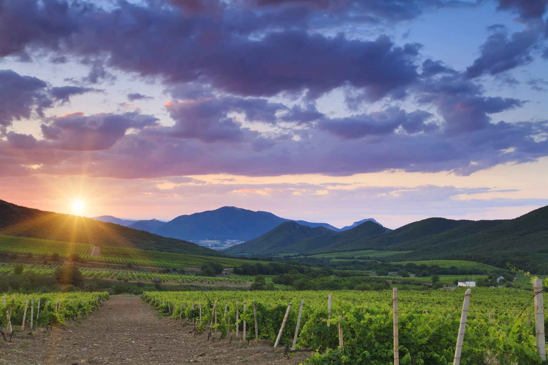 West Kelowna Wine Tour